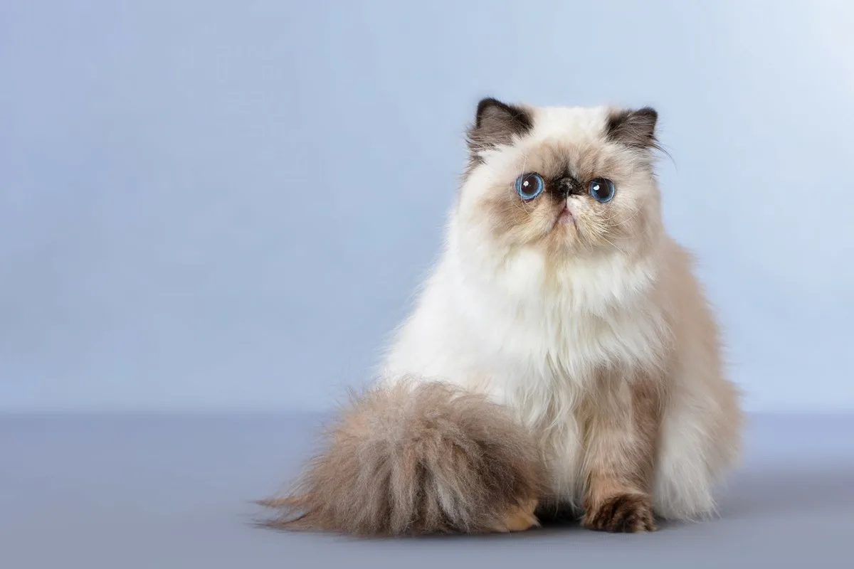 14 legbújósabb macskafajták, akik imádják a simogatást és az ölelést