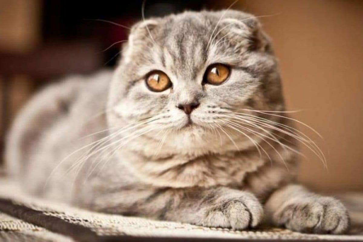 14 legbújósabb macskafajták, akik imádják a simogatást és az ölelést