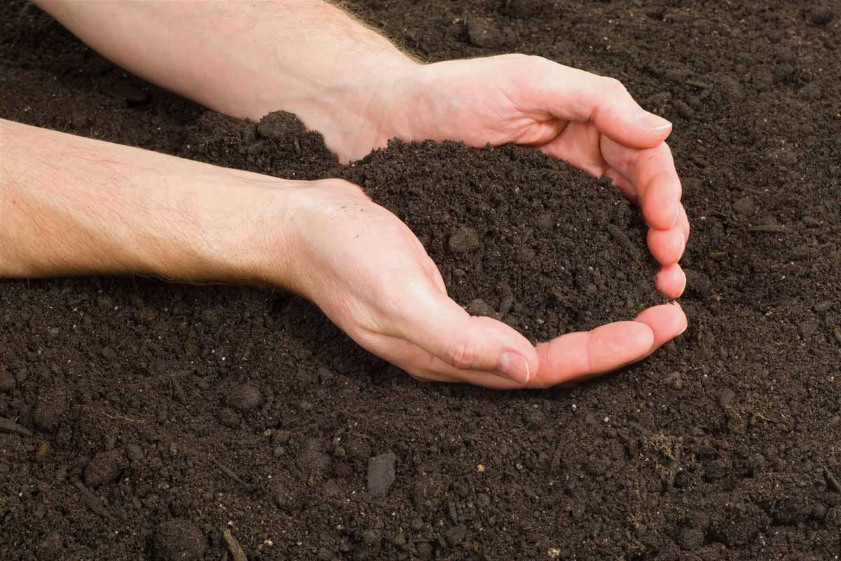 Levendula újjáélesztése: Egyszerű és kevéssé ismert trükk a nyári hőségben