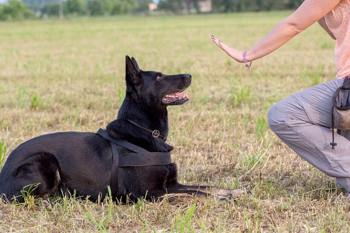Hogyan tanítsd meg a kutyádat a „Mellettem!” parancsra Magyarországon?
