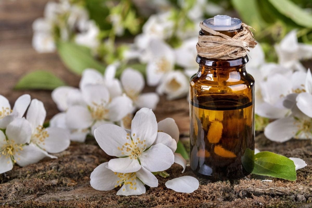 Miért érdemes jázmin- és levendulavirágot forralni, és mire jó ez?