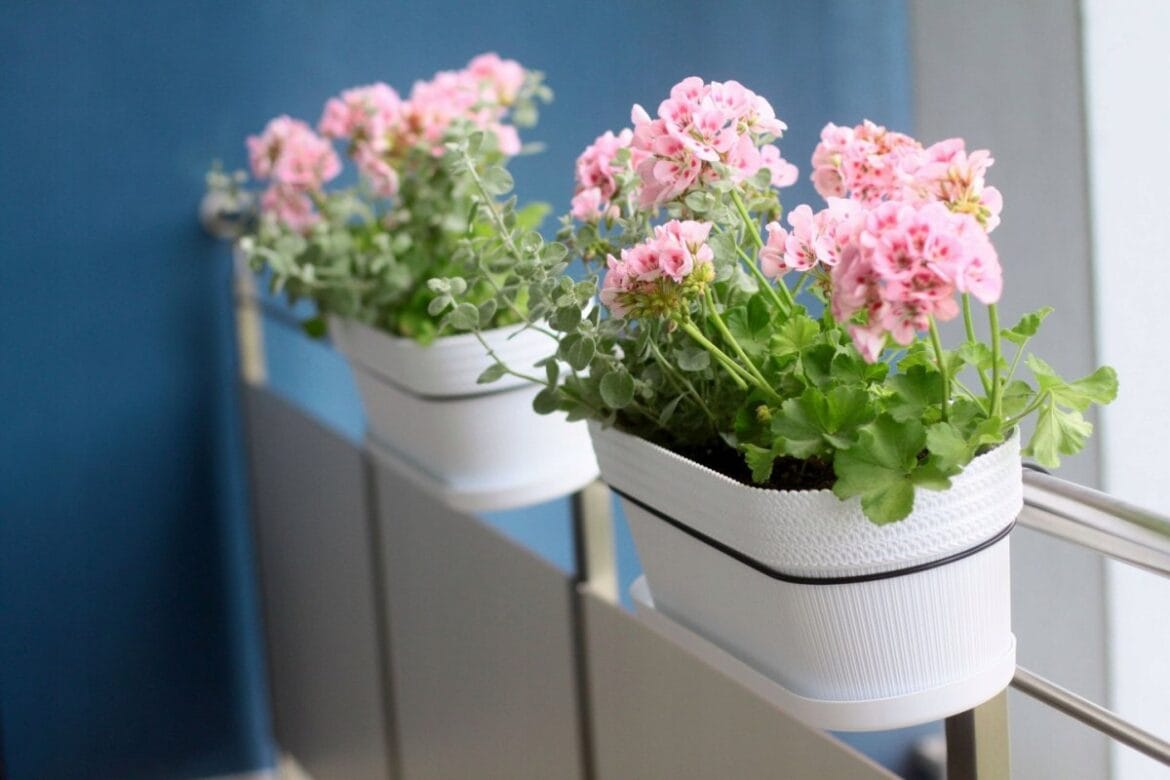 Hogyan gondozd a muskátlit cserepekben, hogy gyönyörű virágaival élettel töltse meg a kertedet