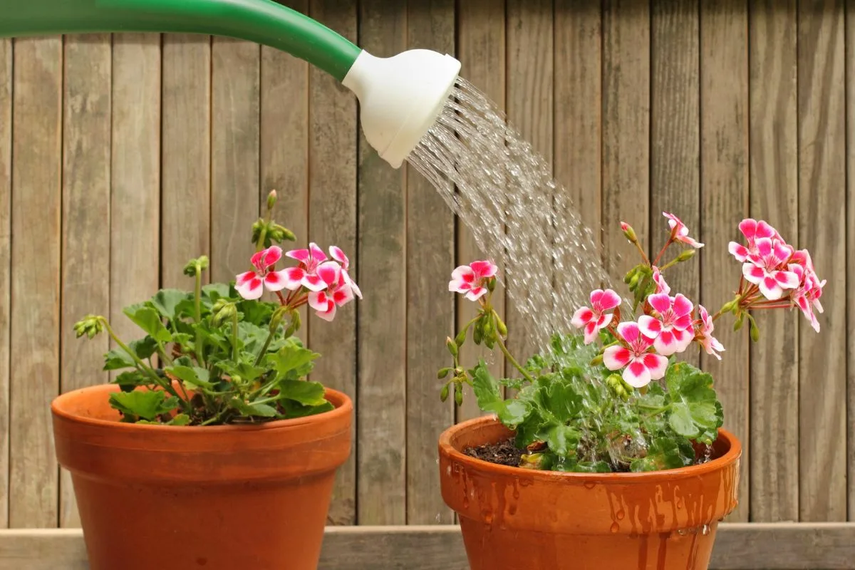 Hogyan gondozd a muskátlit cserepekben, hogy gyönyörű virágaival élettel töltse meg a kertedet