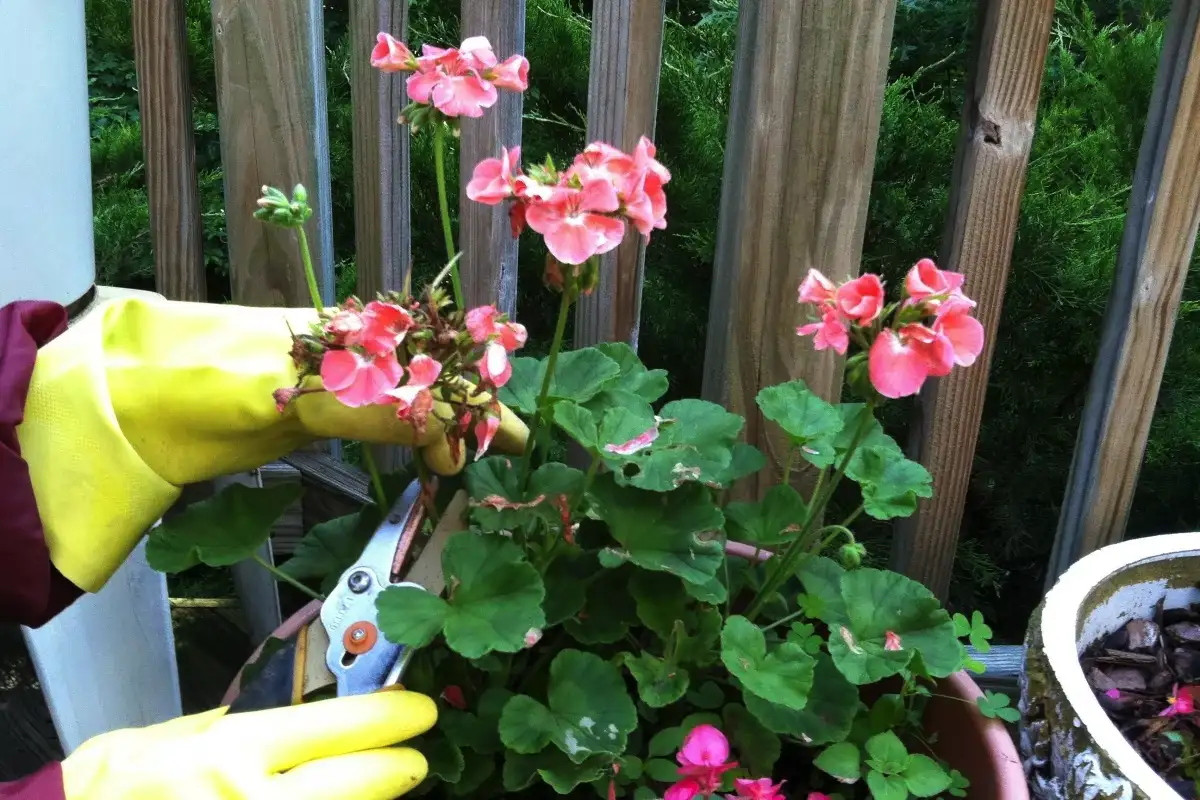 Hogyan gondozd a muskátlit cserepekben, hogy gyönyörű virágaival élettel töltse meg a kertedet