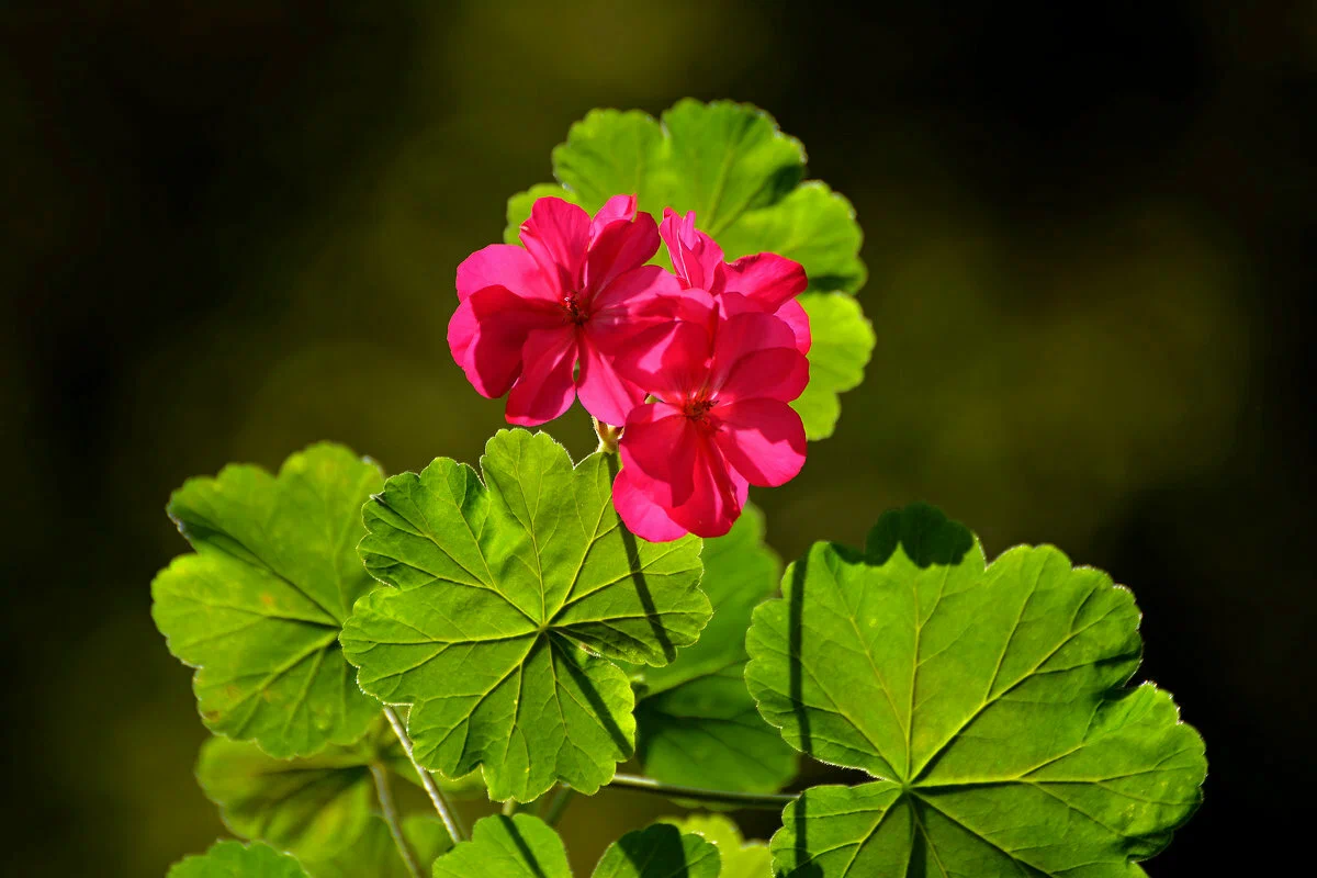 Hogyan gondozd a muskátlit? Trükkök, amelyeket csak a profi kertészek ismernek a szép és egészséges növényekért