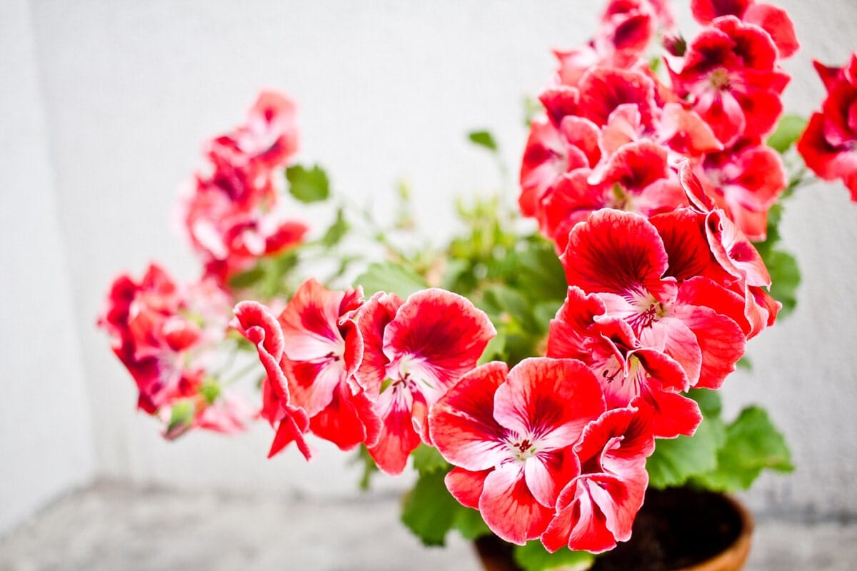 Hogyan gondozd a muskátlit? Trükkök, amelyeket csak a profi kertészek ismernek a szép és egészséges növényekért