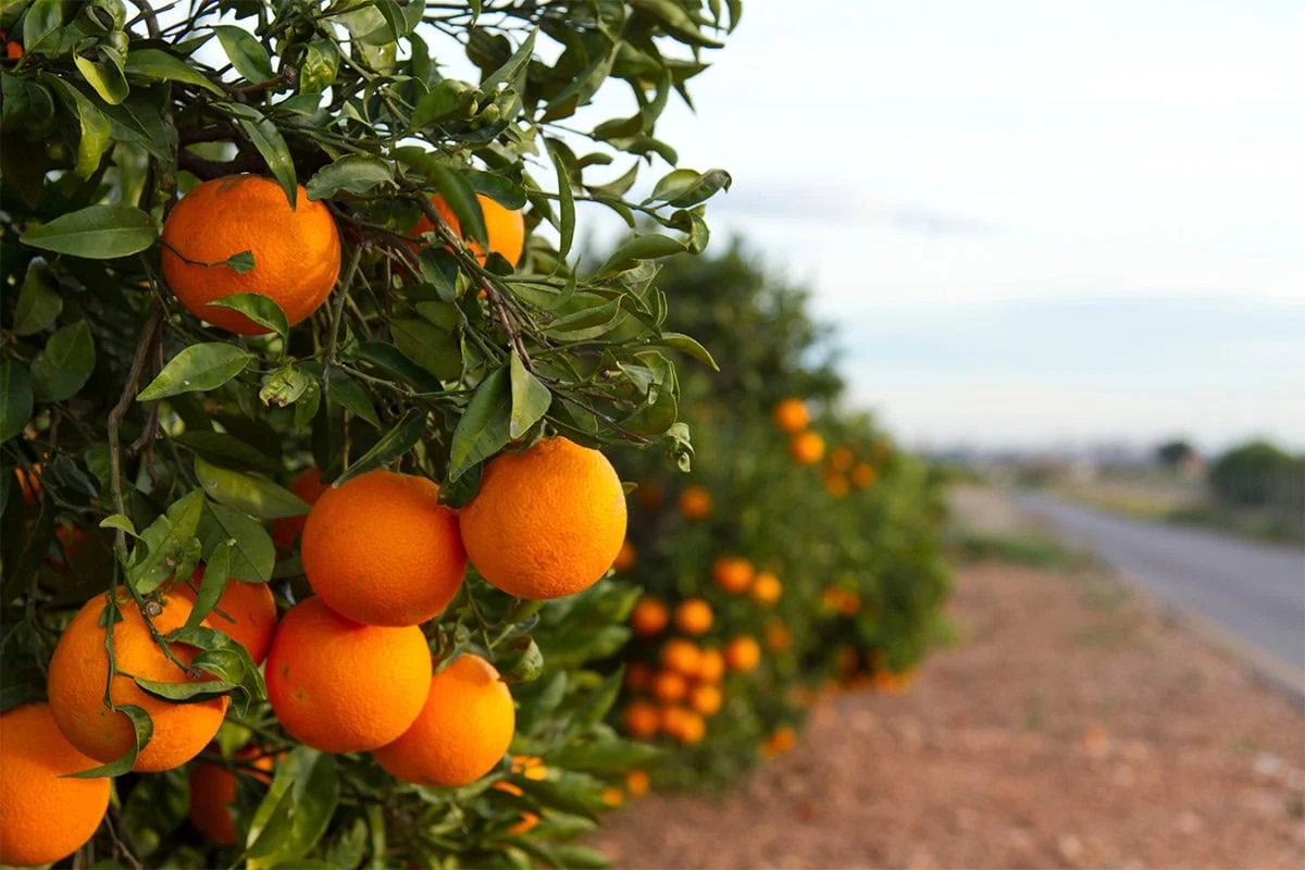 Hogyan termesszünk narancsfát otthon friss és ízletes gyümölcsökért?