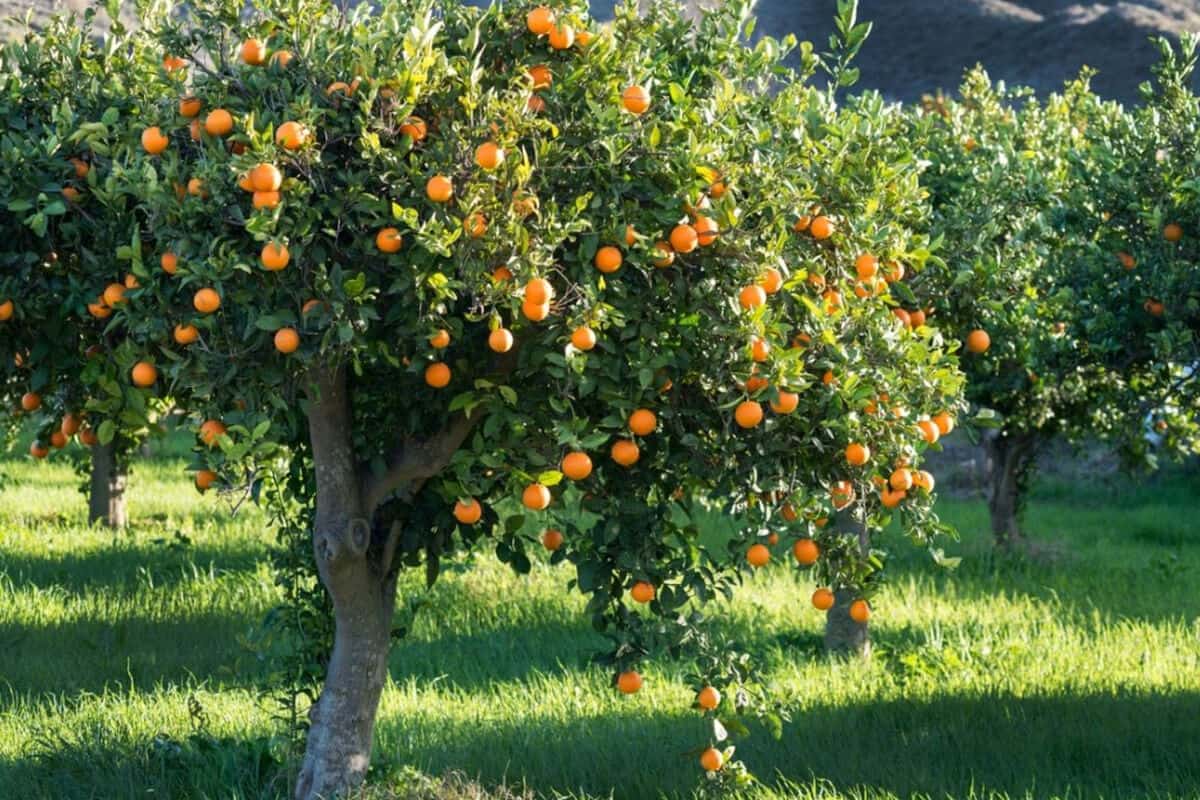 Hogyan termesszünk narancsfát otthon friss és ízletes gyümölcsökért?
