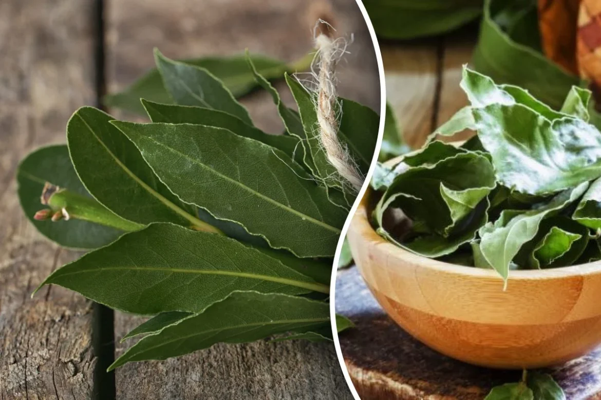 Babérlevéllel az otthon energiáinak megtisztításáért a Fekete Hold idején