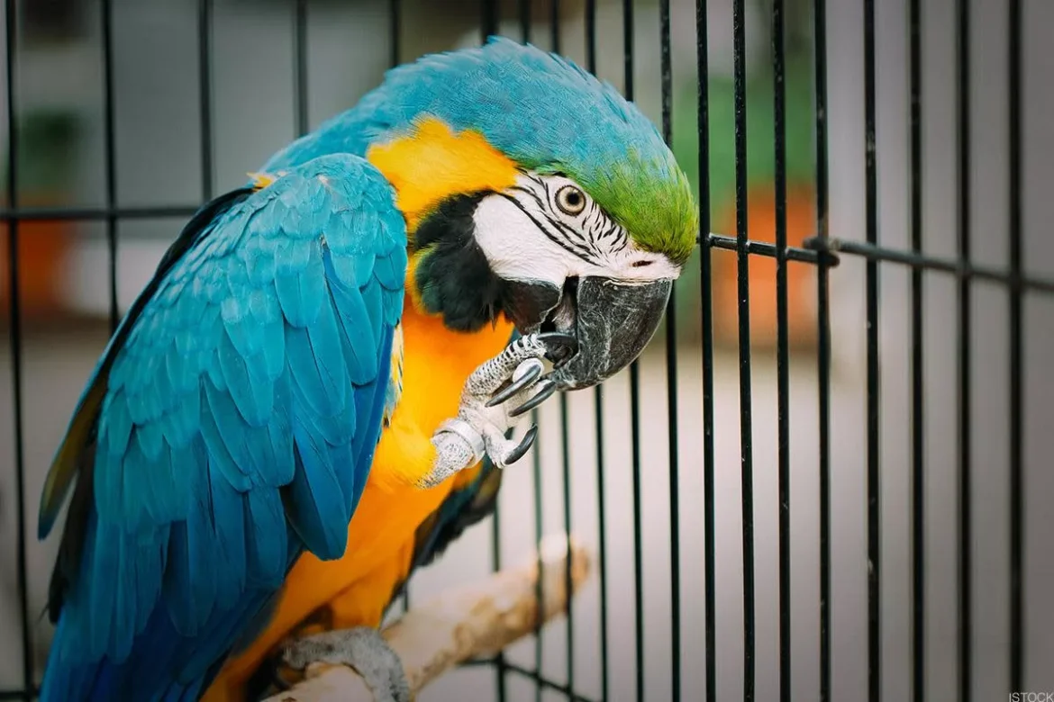Miért kiabálnak a papagájok reggel? Tippek, hogy csendesebb legyen a hajnal!