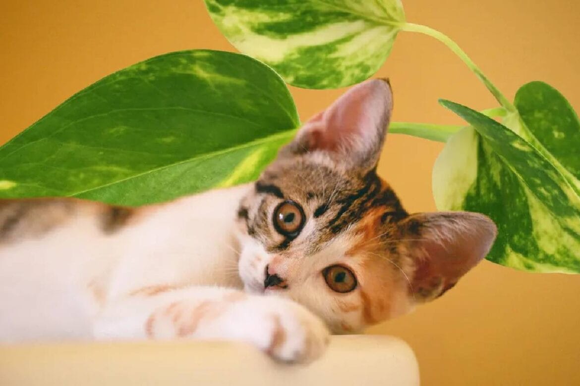 Mi történik, ha a macskád megrágja vagy lenyeli a pothos leveleit?