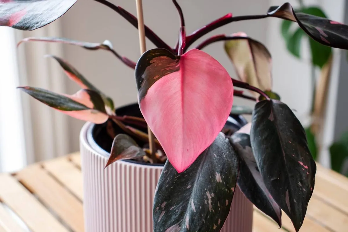 A feng shui szerint melyik növény javítja az otthon pozitív energiáinak áramlását