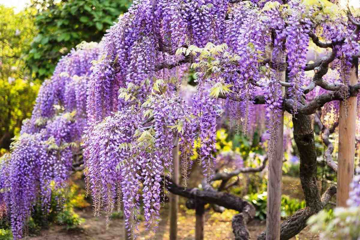 8 növény, amit gyönyörűnek találsz, de később megbánhatsz a kertedben!