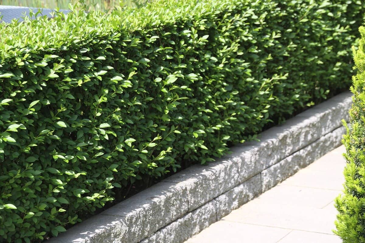 8 növény, amit gyönyörűnek találsz, de később megbánhatsz a kertedben!