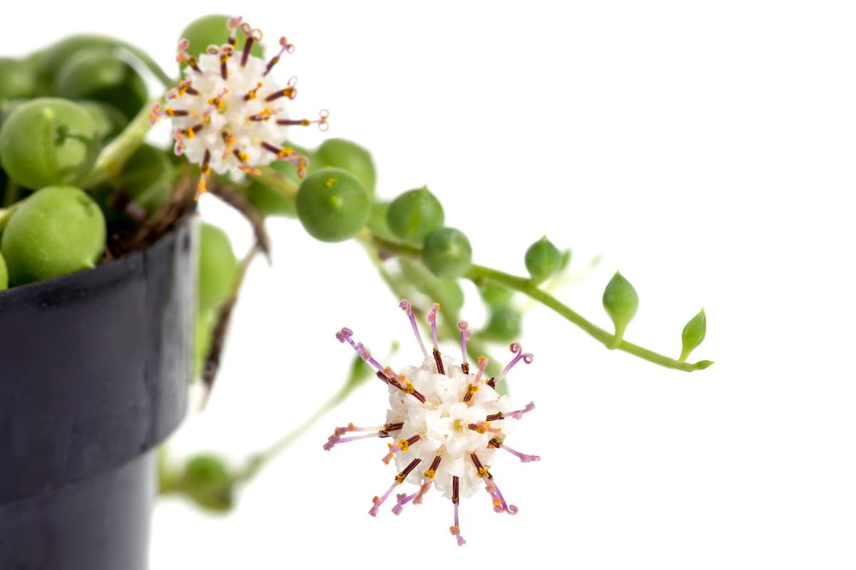 Rózsafüzér Növény: Hogyan Gondozd Ezt a Gyönyörű Függő Szukkulenst Hosszú Évekig!