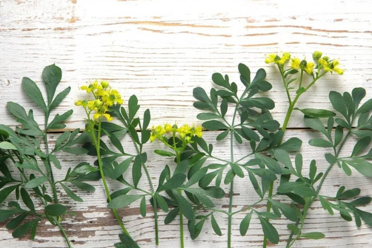 Ruta otthon: Mit jelent a ruta növény tartása, és hogyan helyezd el a pozitív energia vonzására