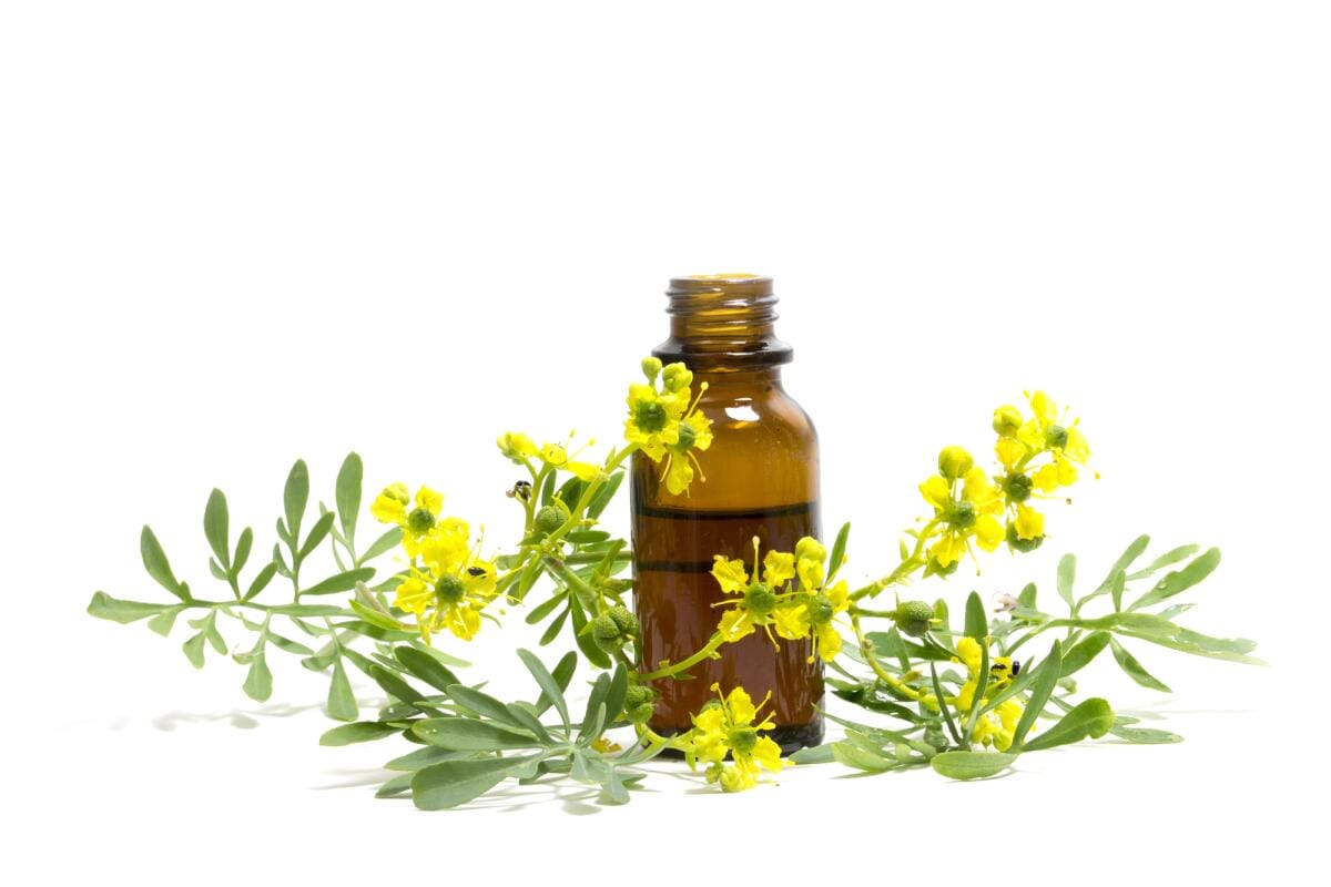 Ruta otthon: Mit jelent a ruta növény tartása, és hogyan helyezd el a pozitív energia vonzására