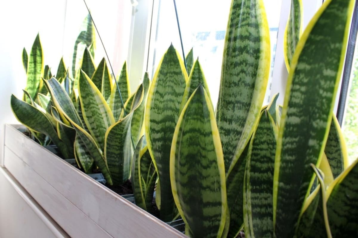 Mennyi napfényre van szüksége a sógornő nyelvének naponta, hogy egész évben egészséges maradjon?