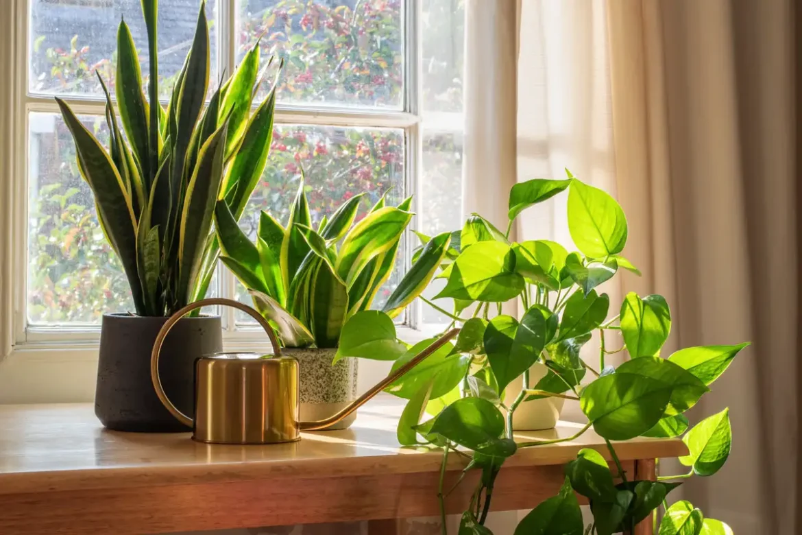 3 szerencsehozó növény, amelyek vonzzák a pénzt és könnyen gondozhatók