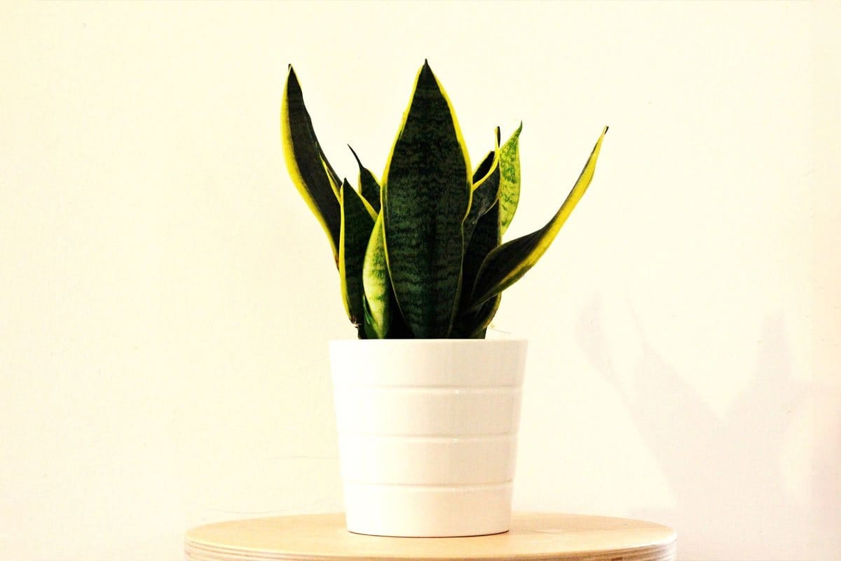 3 szerencsehozó növény, amelyek vonzzák a pénzt és könnyen gondozhatók