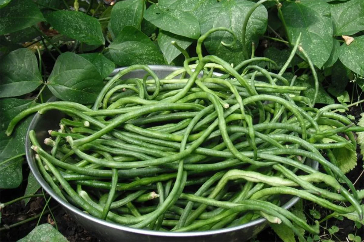 Hét növény, amely dúsítja a talajt nitrogénnel: Ezeket érdemes kertedbe ültetni