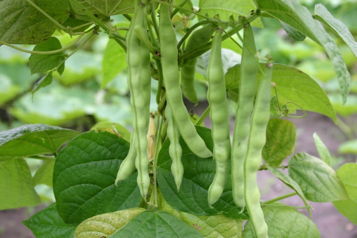 Hét növény, amely dúsítja a talajt nitrogénnel: Ezeket érdemes kertedbe ültetni