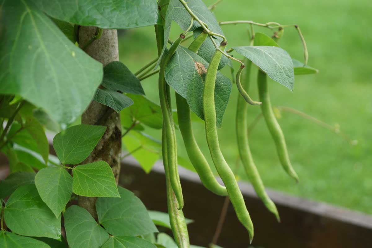 Hét növény, amely dúsítja a talajt nitrogénnel: Ezeket érdemes kertedbe ültetni