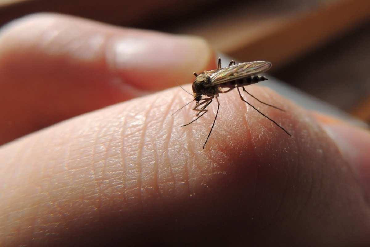 Hogyan űzd el a szúnyogokat egyszerűen: a vécépapír trükk, ami forradalmasítja a nyarat!