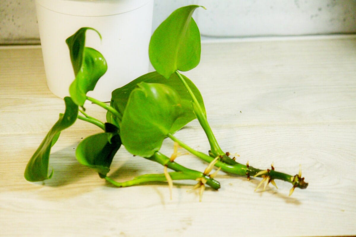 Ismerd meg a legszebb levelű növényeket, amelyek vízben is csodásan nőnek!