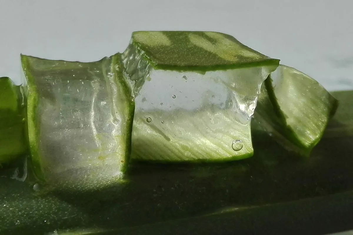 Hogyan használd az aloe verát a szem alatti karikák eltüntetésére és a ragyogó tekintetért