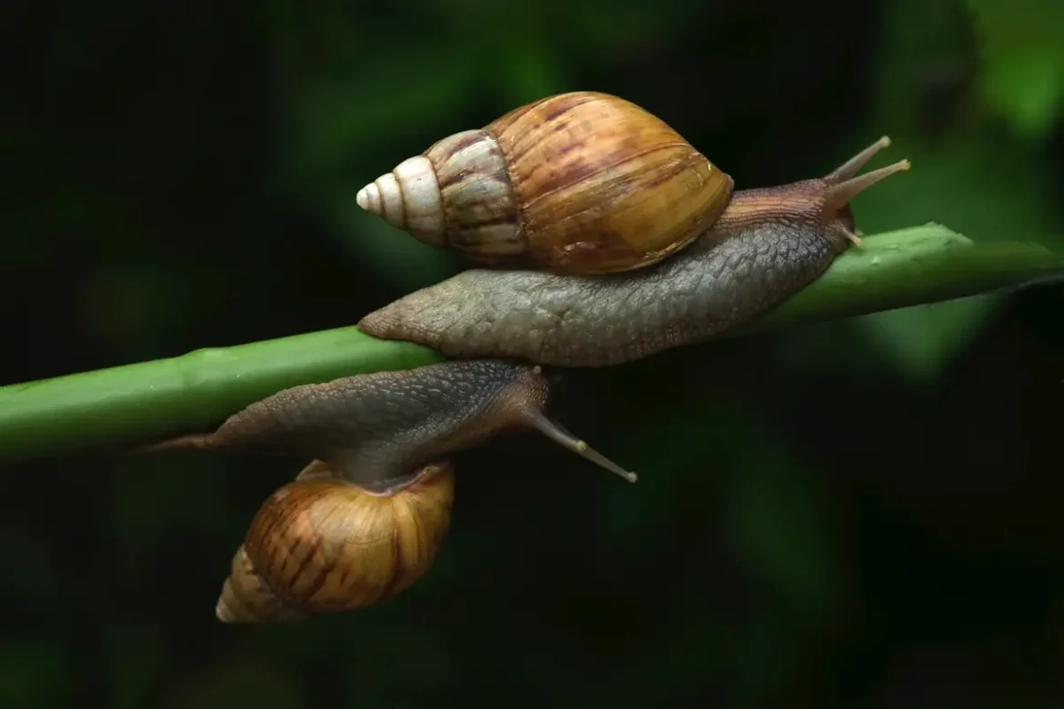 Hogyan Szabadulj Meg a Kerti Csigáktól? A Titkos Fegyver: A Kávécsutka