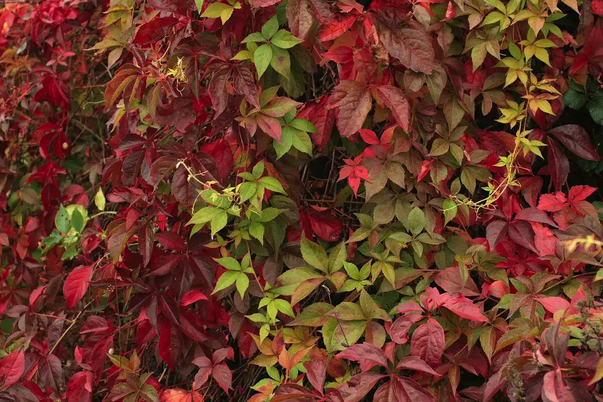 Hogyan Szabadulj Meg a Kerti Csigáktól? A Titkos Fegyver: A Kávécsutka