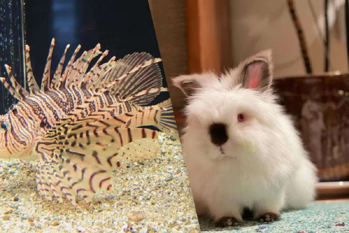 Négy Hihetetlen „Oroszlán”, Amelyek Új Fényben Mutatják Meg az Állatvilágot