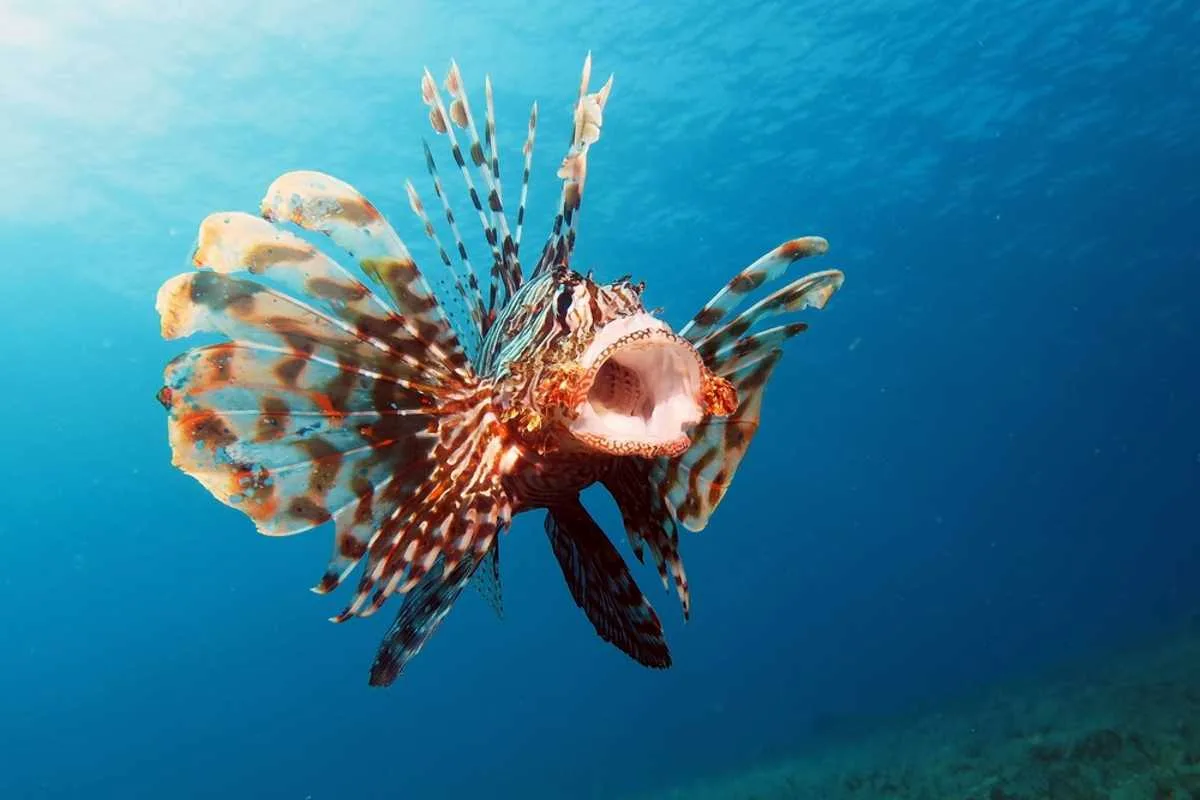 Négy Hihetetlen „Oroszlán”, Amelyek Új Fényben Mutatják Meg az Állatvilágot