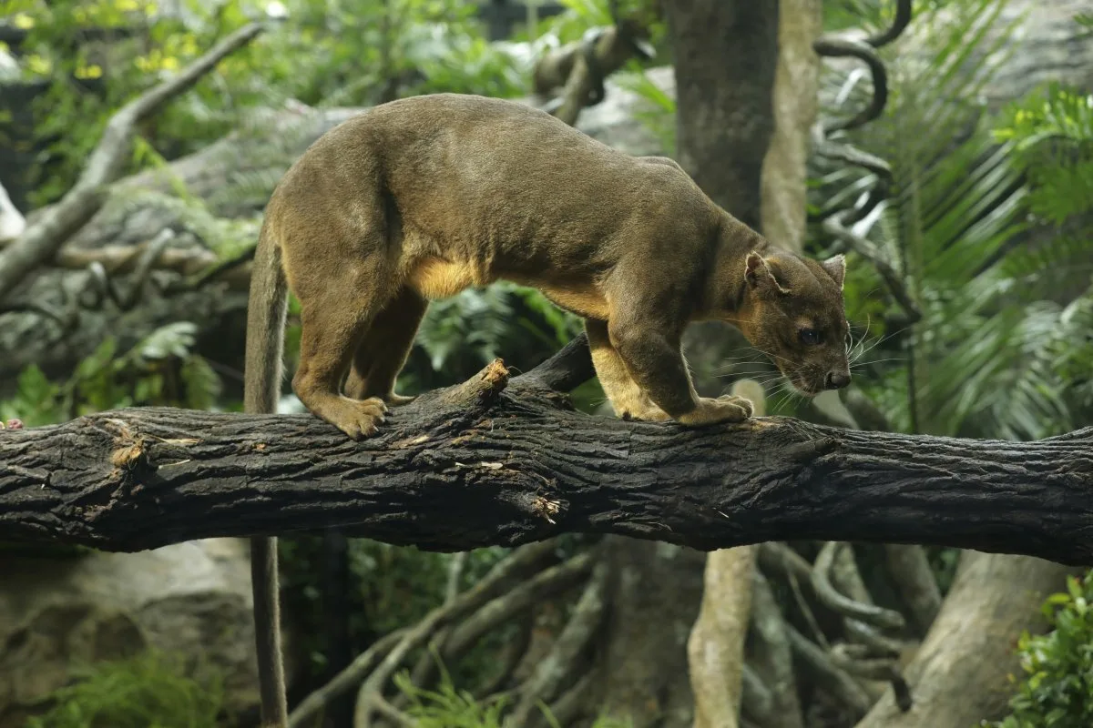 Négy Hihetetlen „Oroszlán”, Amelyek Új Fényben Mutatják Meg az Állatvilágot