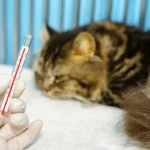 Hogyan ellenőrizd macskád testhőmérsékletét? Egyszerű útmutató a gondoskodáshoz