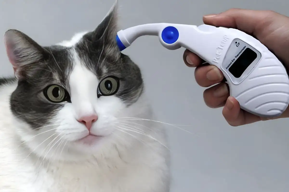 Hogyan ellenőrizd macskád testhőmérsékletét? Egyszerű útmutató a gondoskodáshoz