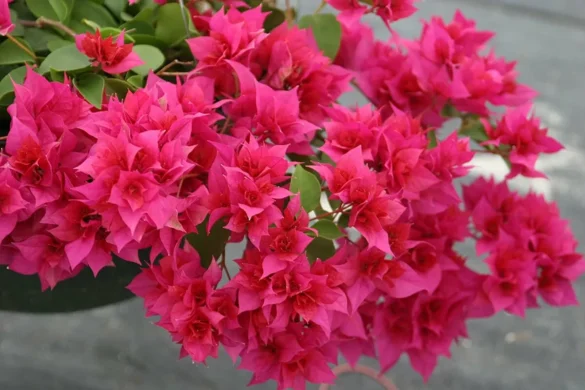 Hogyan gondozd a murvafürtöt októberben, hogy virágokkal teli oázissá varázsolja a kerted