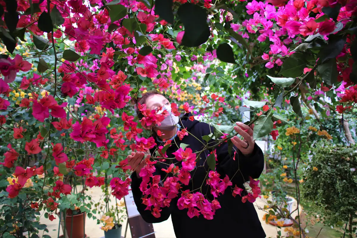 Hogyan gondozd a murvafürtöt októberben, hogy virágokkal teli oázissá varázsolja a kerted