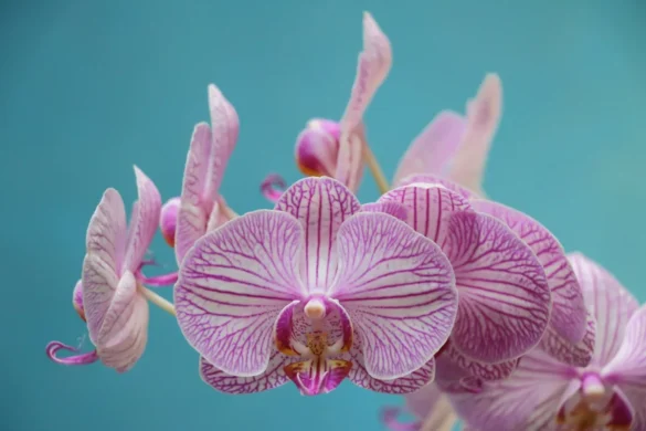 Orchidea Gondozása: Mennyi Fényre Van Szüksége Valóban a Virágodnak?