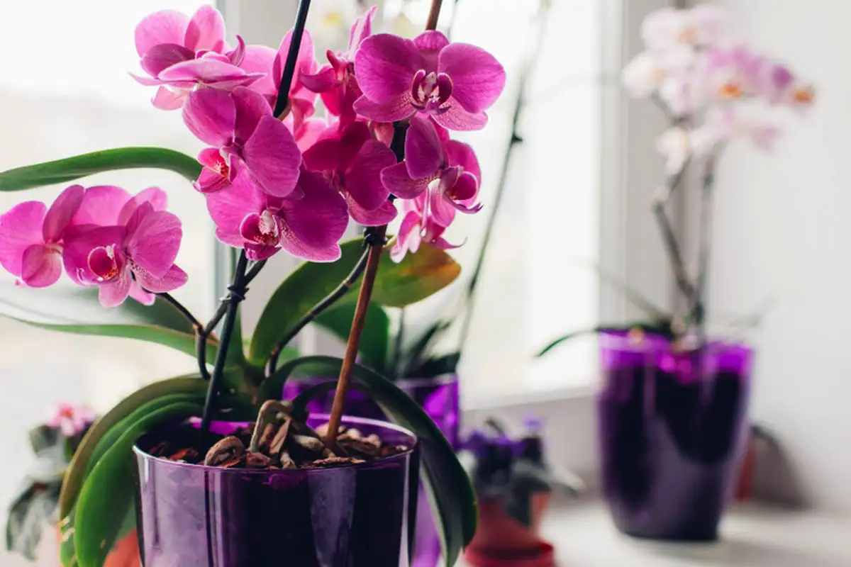 Orchidea Gondozása: Mennyi Fényre Van Szüksége Valóban a Virágodnak?