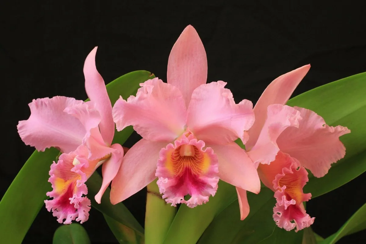 Orchidea Gondozása: Mennyi Fényre Van Szüksége Valóban a Virágodnak?