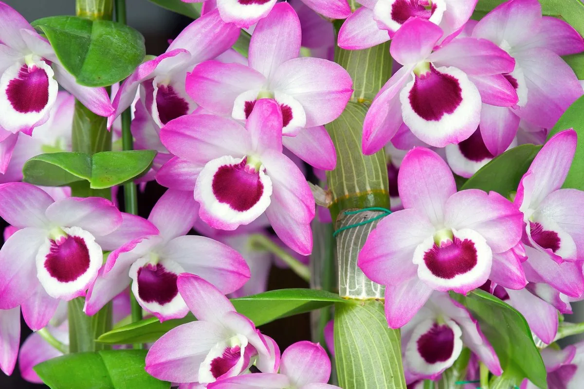 Orchidea Gondozása: Mennyi Fényre Van Szüksége Valóban a Virágodnak?