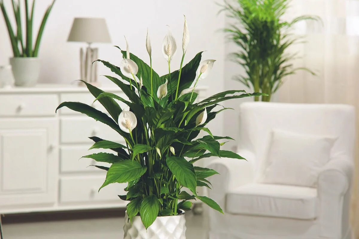 Mentse meg spatifillumát: Egyszerű heti rutin a virágzó női boldogságért