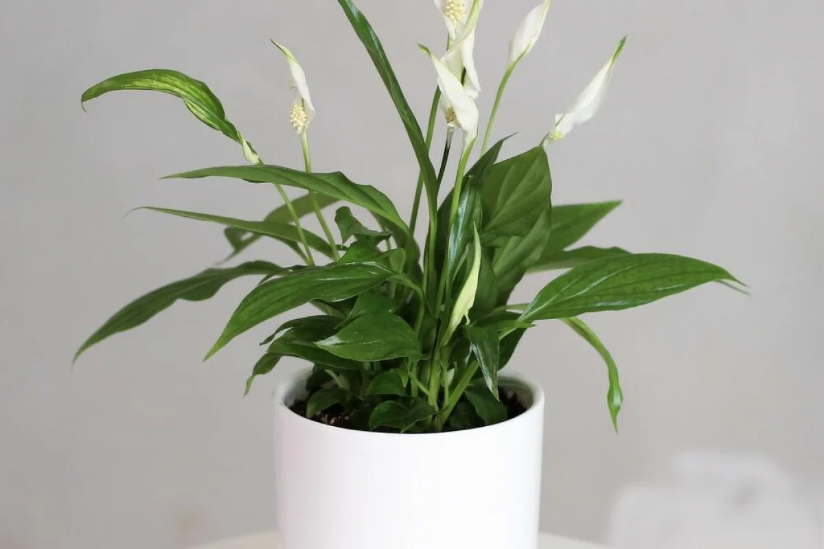 Mentse meg spatifillumát: Egyszerű heti rutin a virágzó női boldogságért