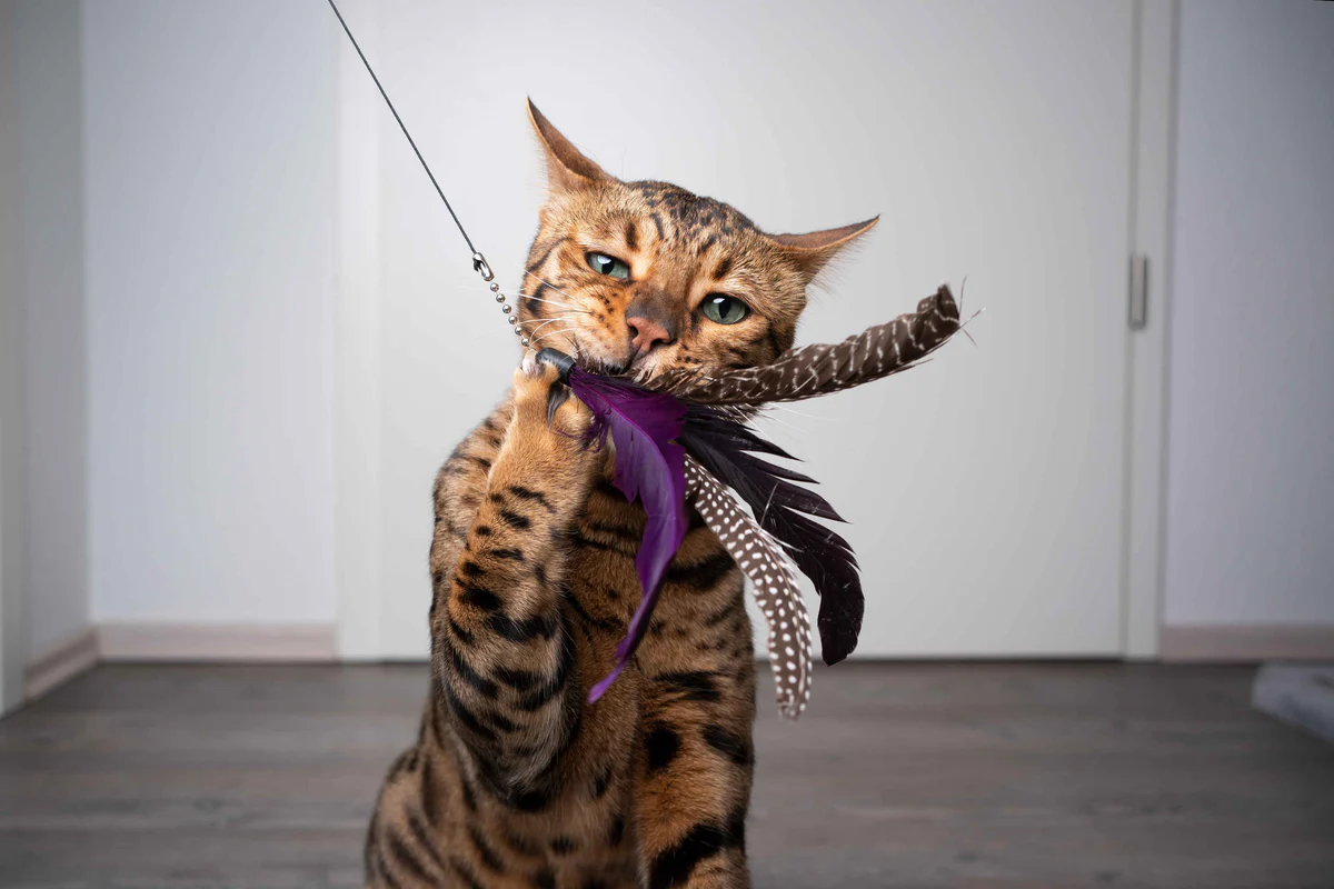 Macska stresszmentes költözése: bevált magyar módszer előre