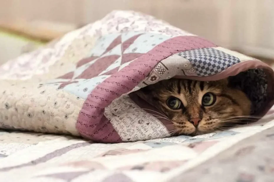 Macska stresszmentes költözése: bevált magyar módszer előre