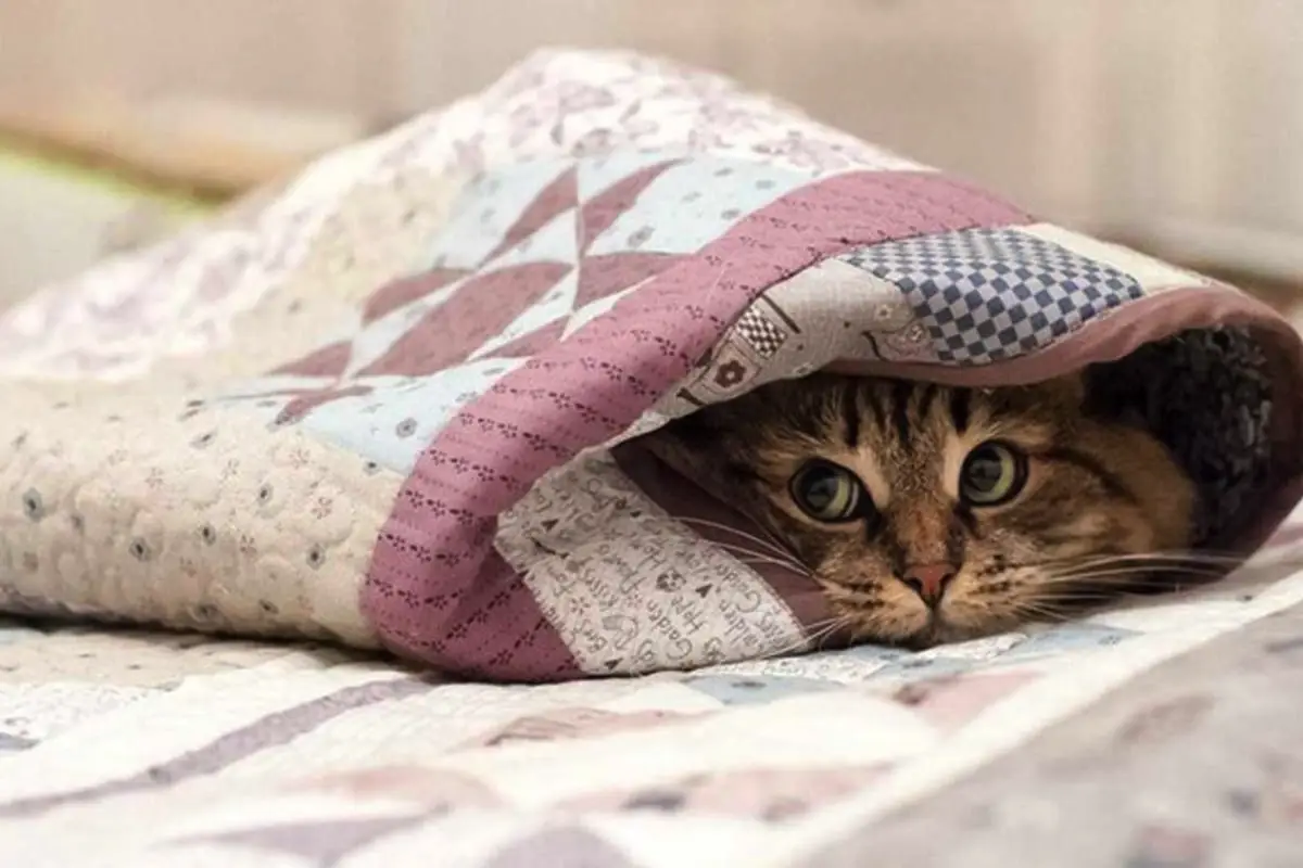 Macska stresszmentes költözése: bevált magyar módszer előre