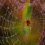 A Föld legnagyobb pók hálójában: 10-szer erősebb, mint az acél