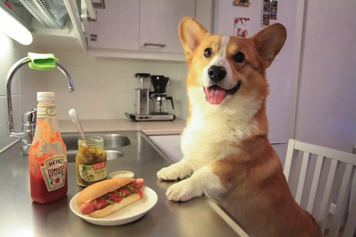 Kutyaugatás ellen: 3 trükk szomszédi békéért